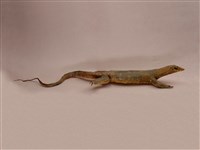 藏品(澤巨蜥)的圖片